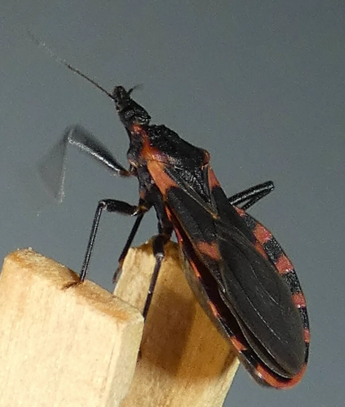 Side profile of eastern bloodsucking conenose bug perched on wood