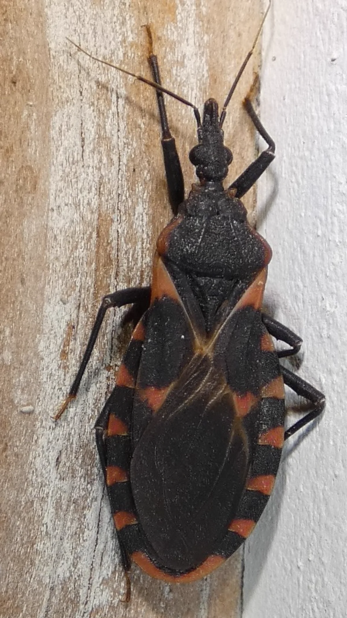 Close-up of eastern bloodsucking conenose bug on weathered wood surface