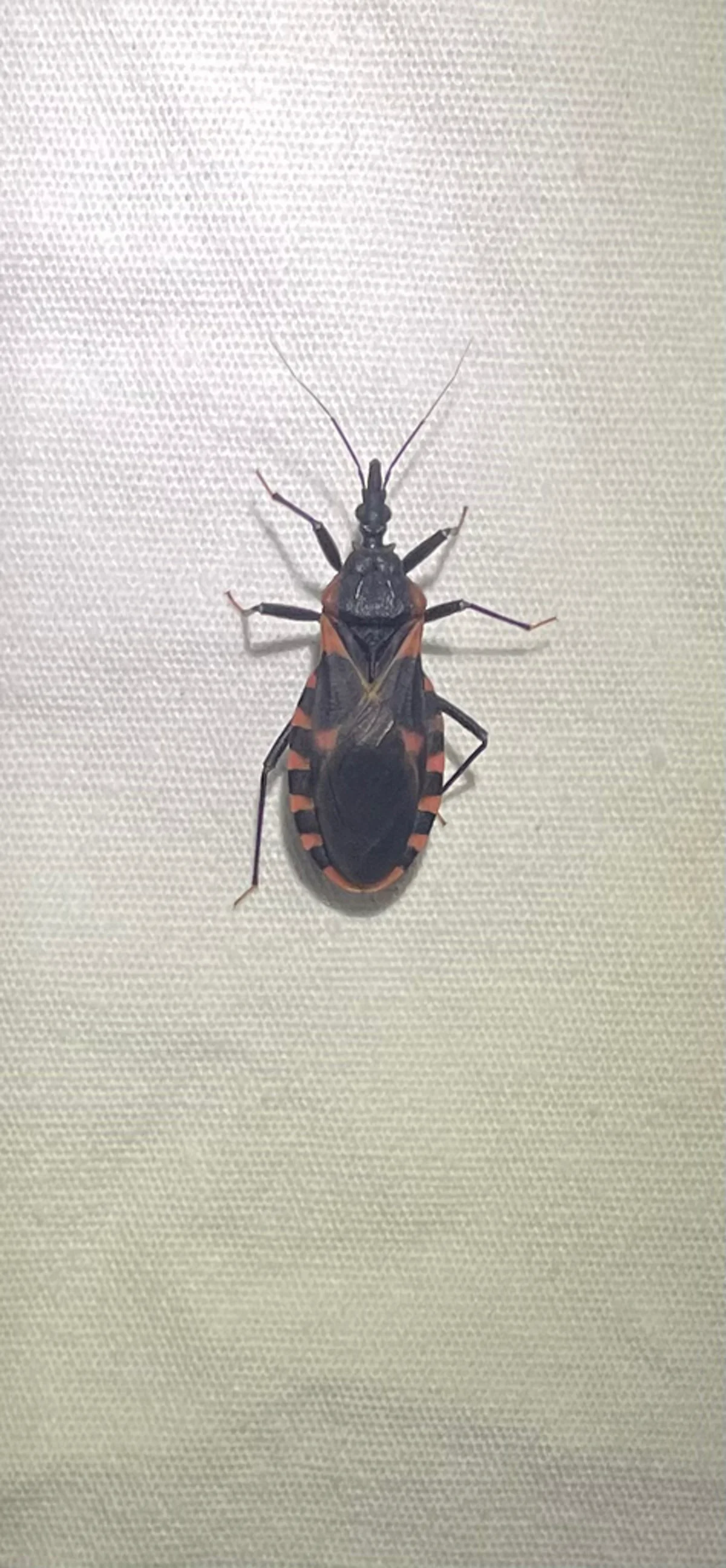 Eastern bloodsucking conenose bug on white background showing cone-shaped head