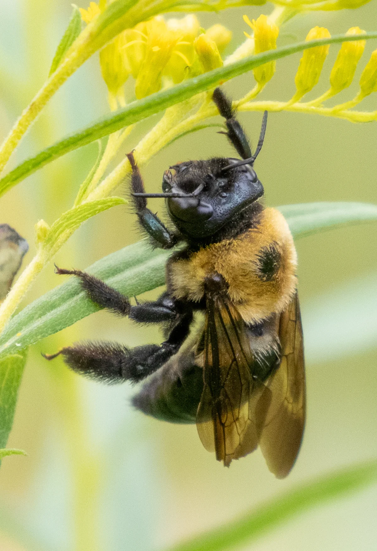 Eastern carpenter bee with shiny black abdomen