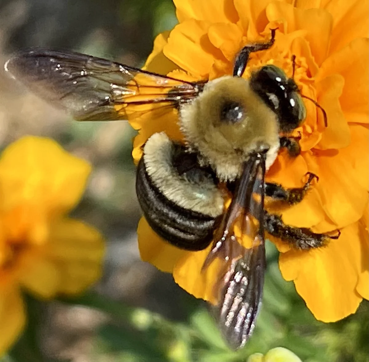 Close-up of eastern carpenter bee on orange marigold showing body detail