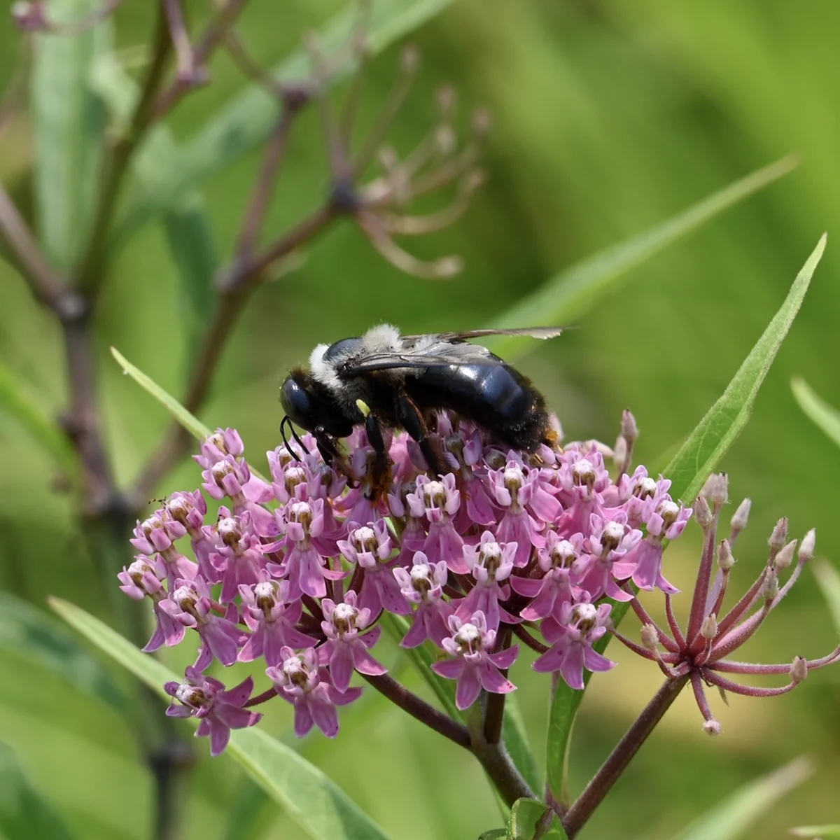 Female eastern carpenter bee on pink milkweed flowers demonstrating shiny black abdomen