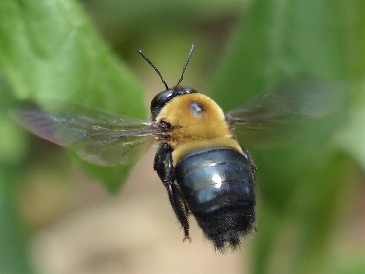 Eastern carpenter bee in flight showing shiny black abdomen and fuzzy yellow thorax