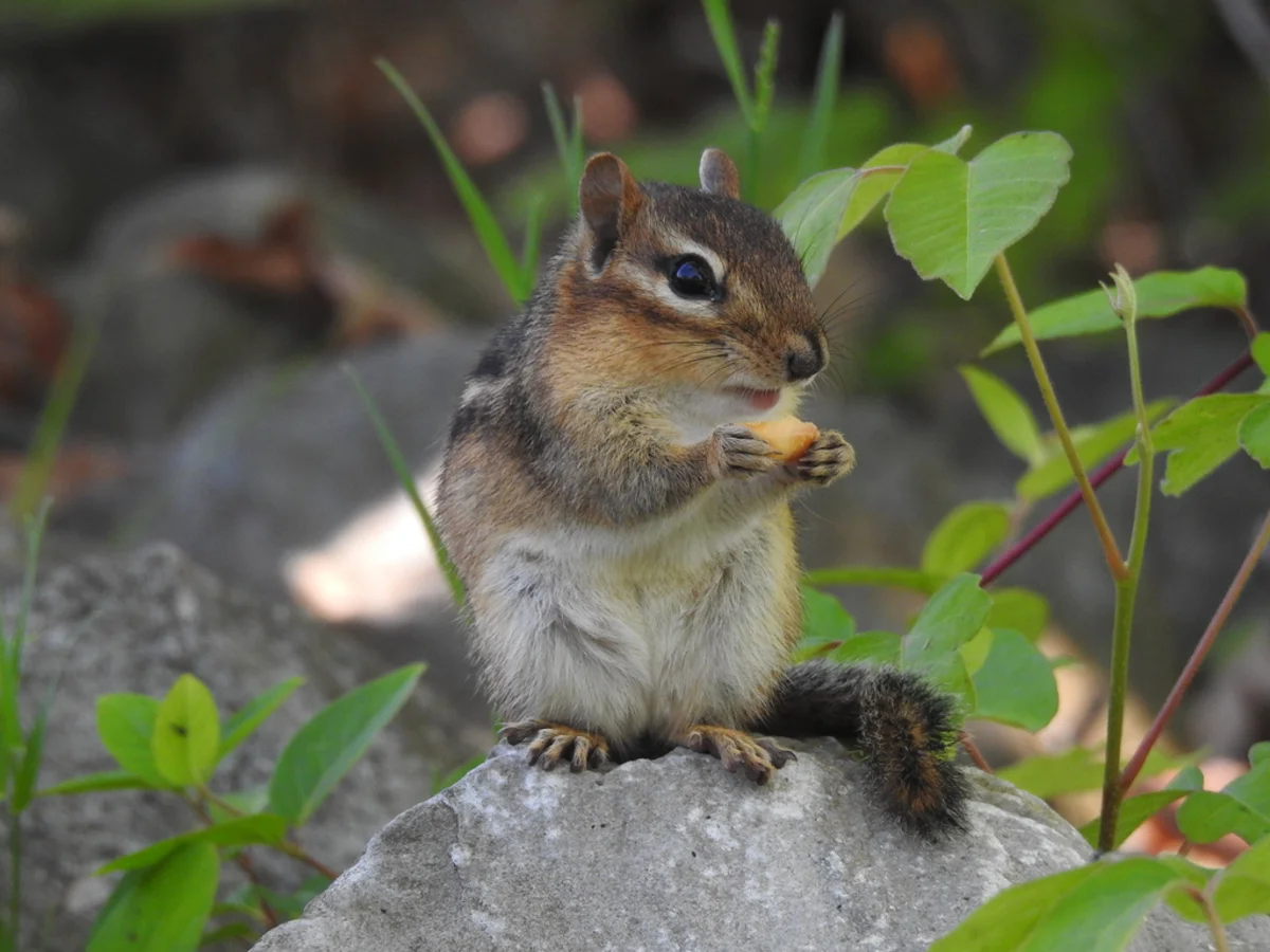 Eastern chipmunk standing upright on a rock eating food