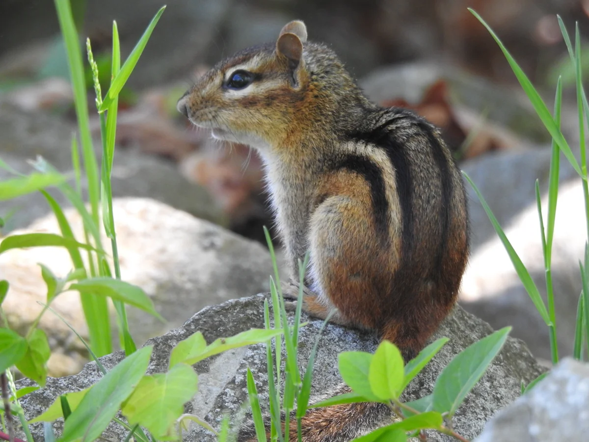 Eastern chipmunk showing back stripes while perched on rock