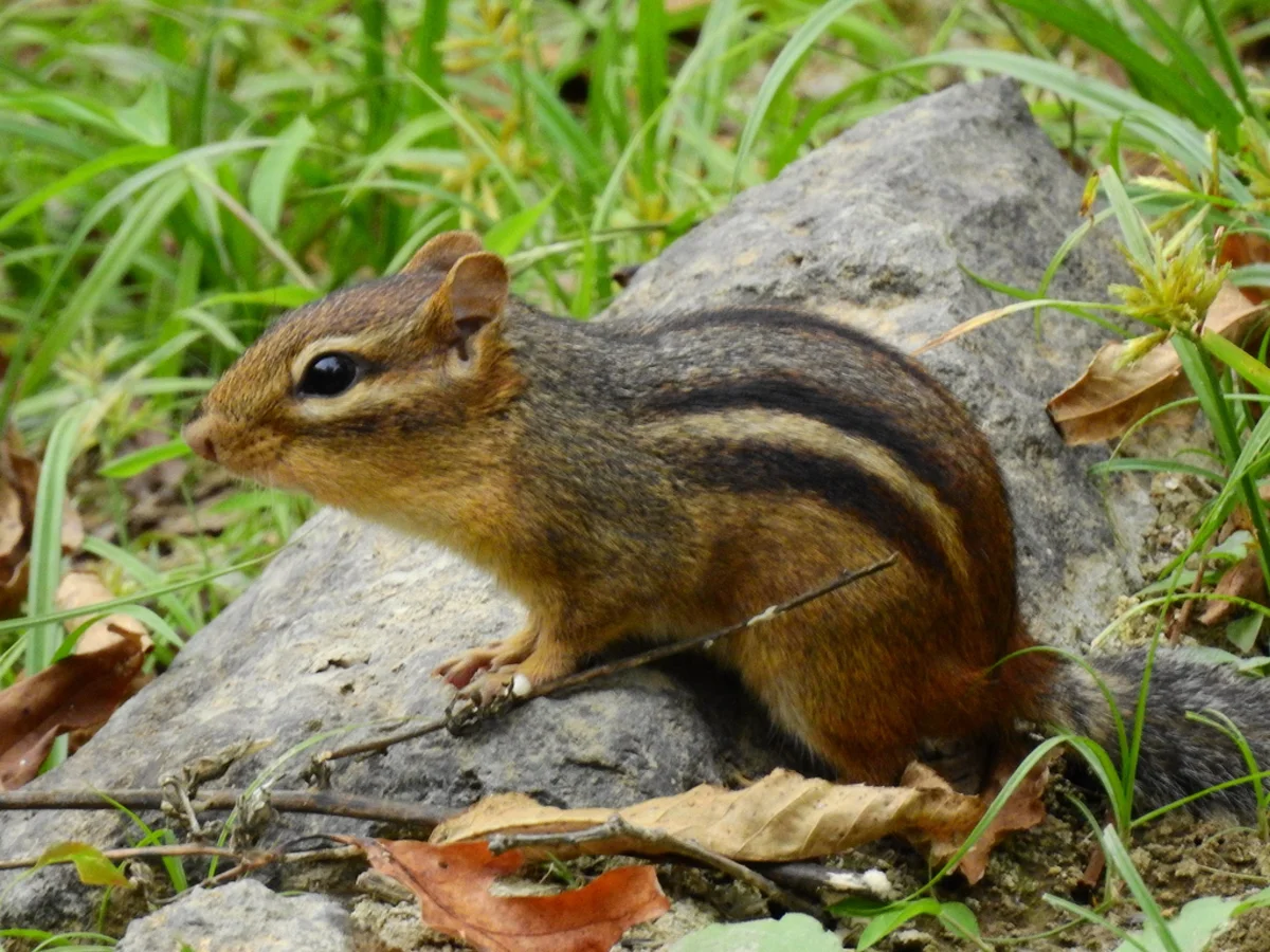 Eastern chipmunk side profile on stone surface