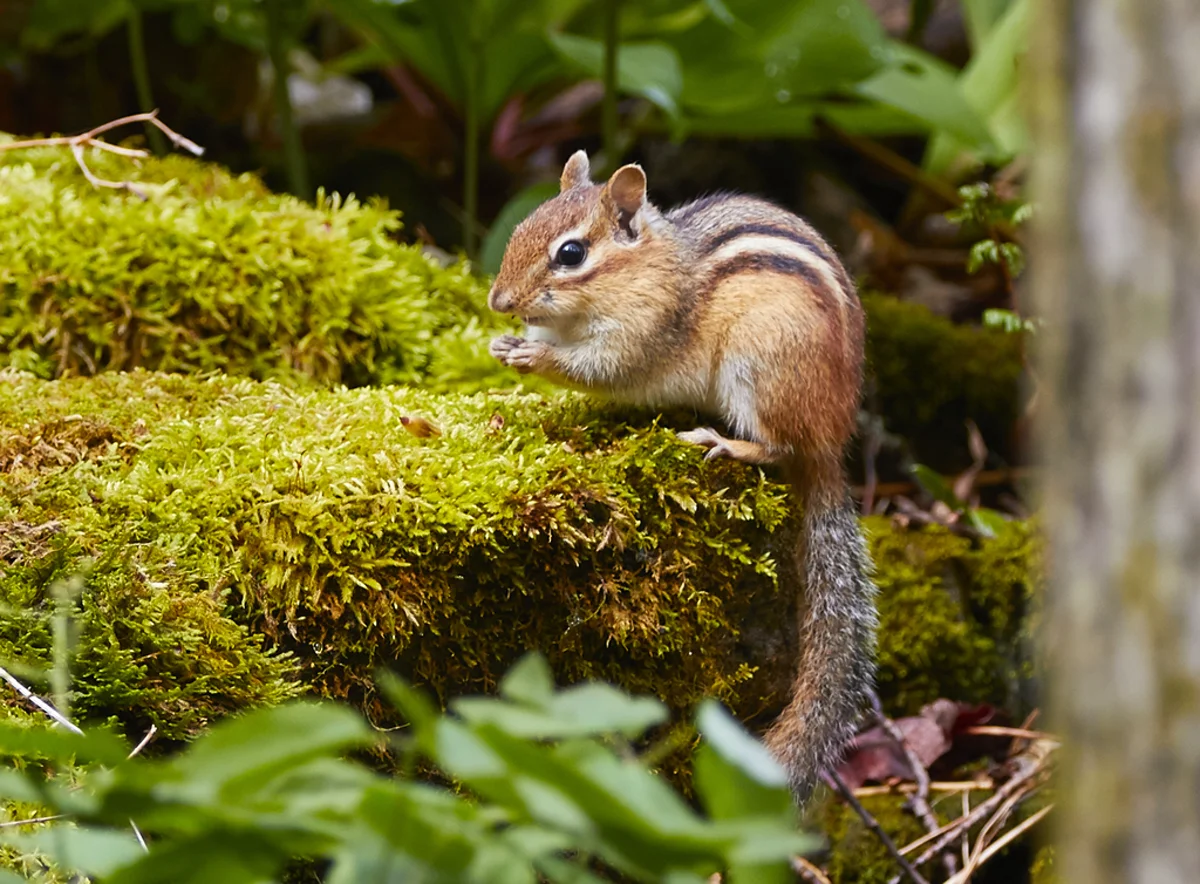 Eastern chipmunk foraging on mossy log in forest