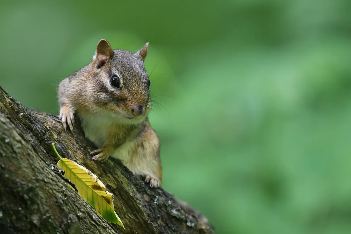 Eastern chipmunk peeking from behind tree bark