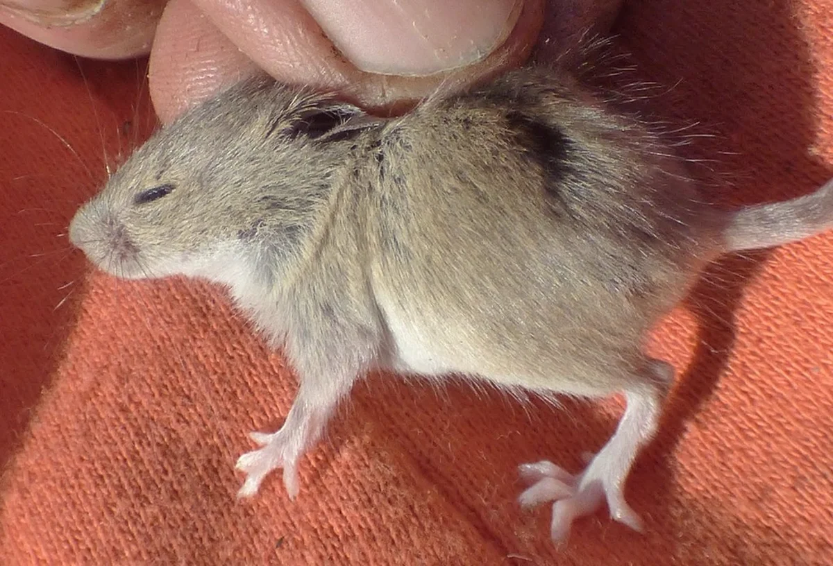 Eastern harvest mouse with distinctive grayish-brown coloring