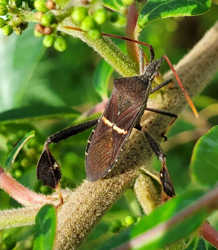 Eastern leaf-footed bug perched on a branch showing its elongated body and leaf-like hind leg expansions