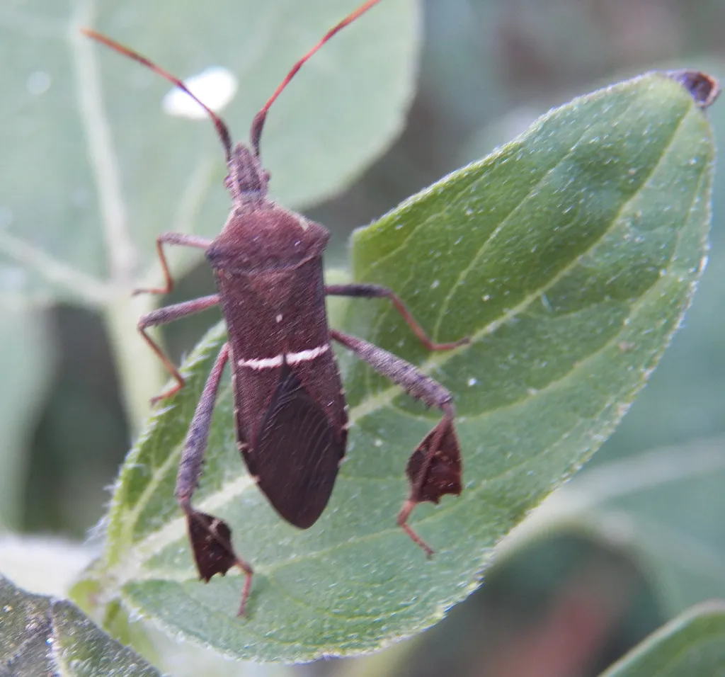 Eastern leaf-footed bug resting on a green leaf displaying its dark brown coloring and white wing band
