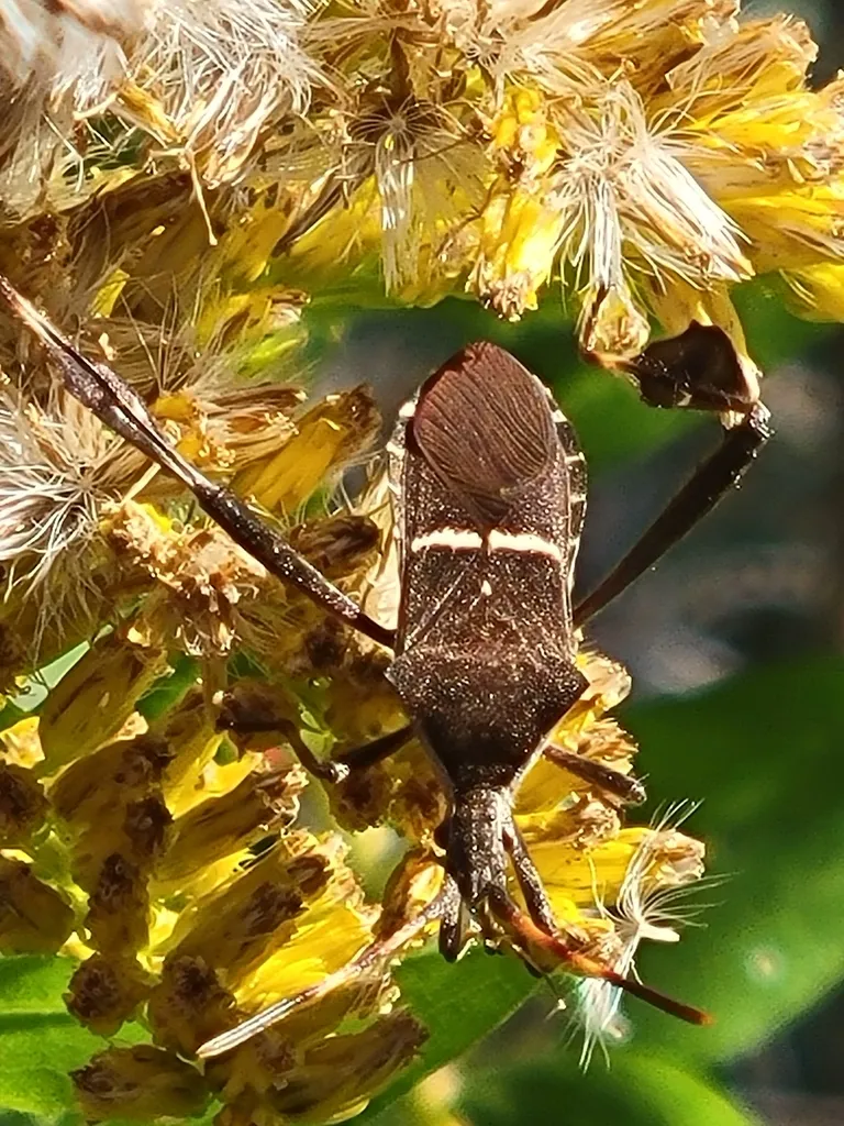Eastern leaf-footed bug feeding on yellow flowers in a garden setting
