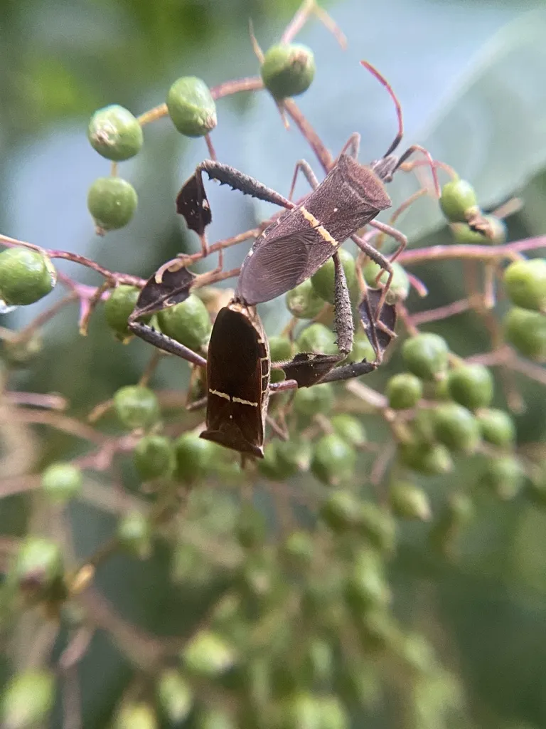 Eastern leaf-footed bug adult and nymph together on berry clusters showing different life stages
