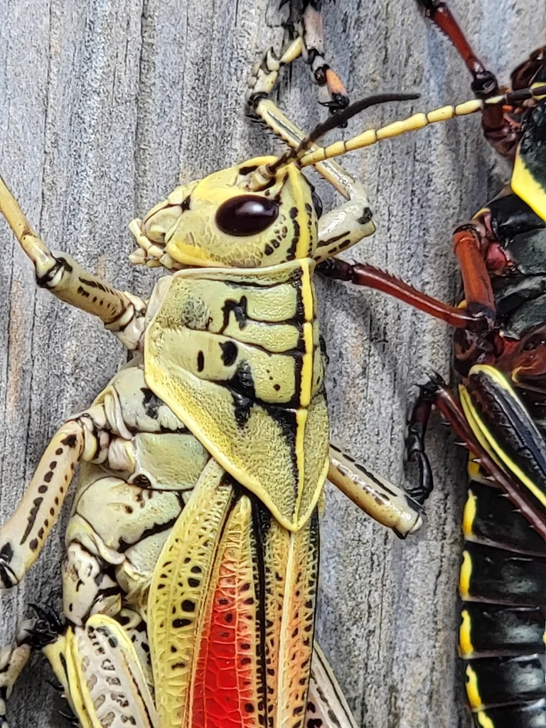 Close-up of Eastern Lubber Grasshopper showing detailed color pattern with yellow, red, and black markings