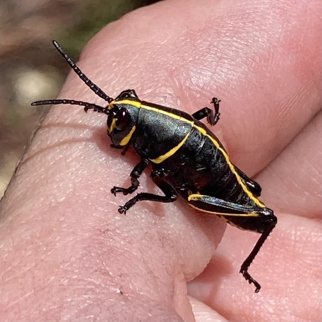 Eastern Lubber Grasshopper nymph showing black body with yellow stripes resting on a human hand