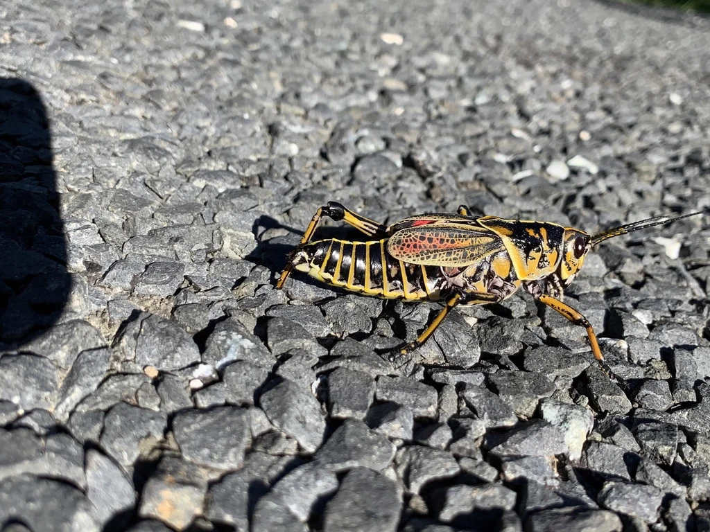 Yellow and black adult Eastern Lubber Grasshopper on pavement