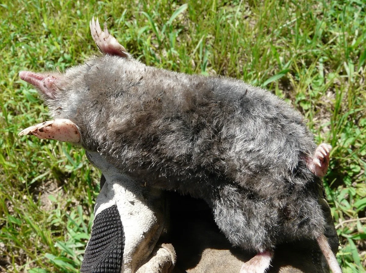 Side profile of eastern mole displaying body shape and pink feet