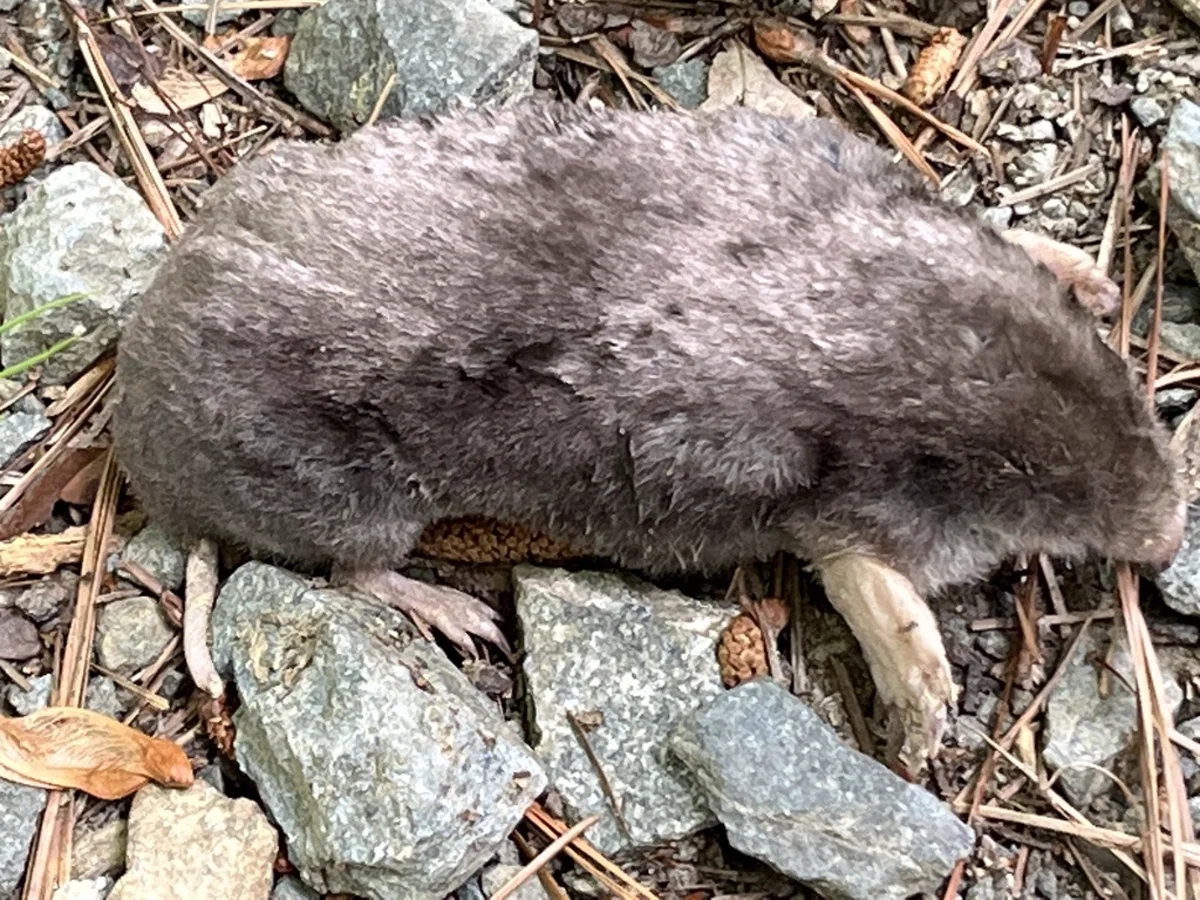 Eastern mole on rocky surface showing dark velvety coat