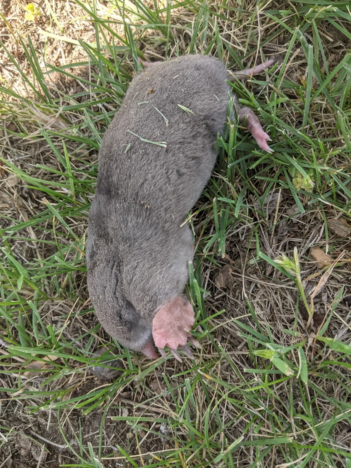 Eastern mole in grass showing velvety gray fur and pink feet