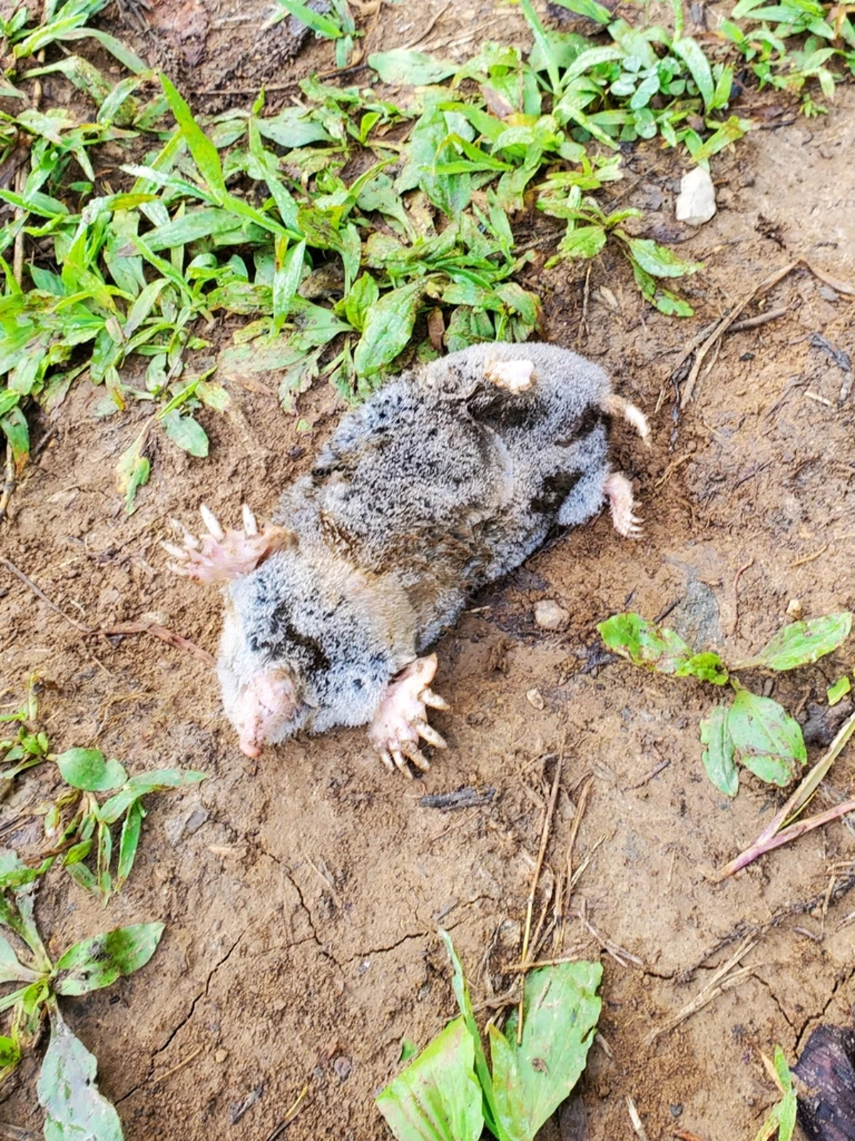 Eastern mole on soil showing large digging claws