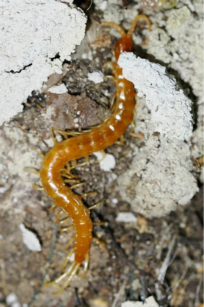 Eastern red centipede on rocky surface showing full body length