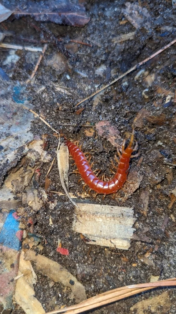 Eastern red centipede in natural damp habitat among debris