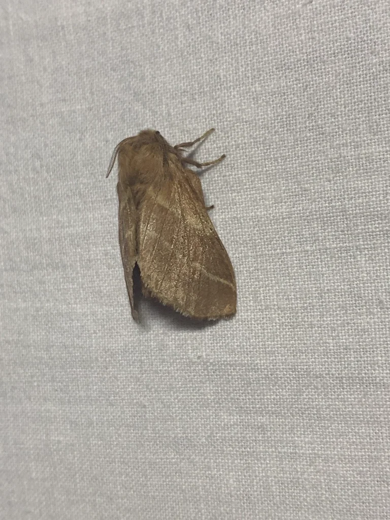Adult Eastern tent caterpillar moth resting on fabric showing wing pattern details