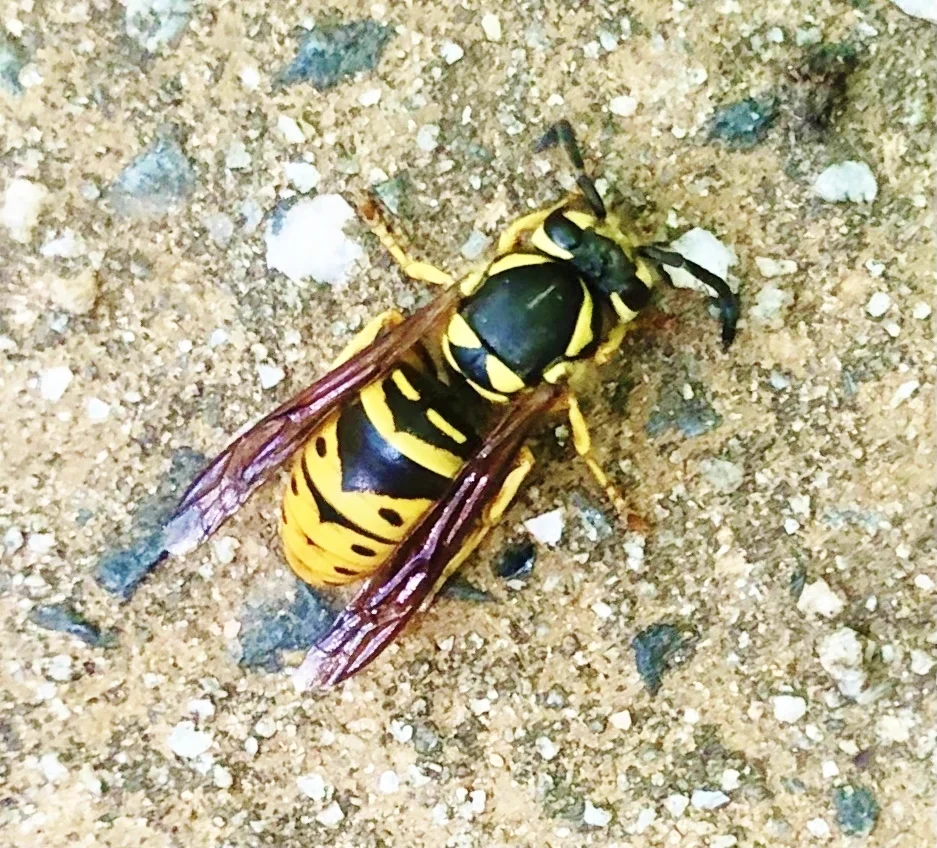 Top-down view of an eastern yellowjacket showing distinctive black and yellow striped abdomen pattern on a sandy surface