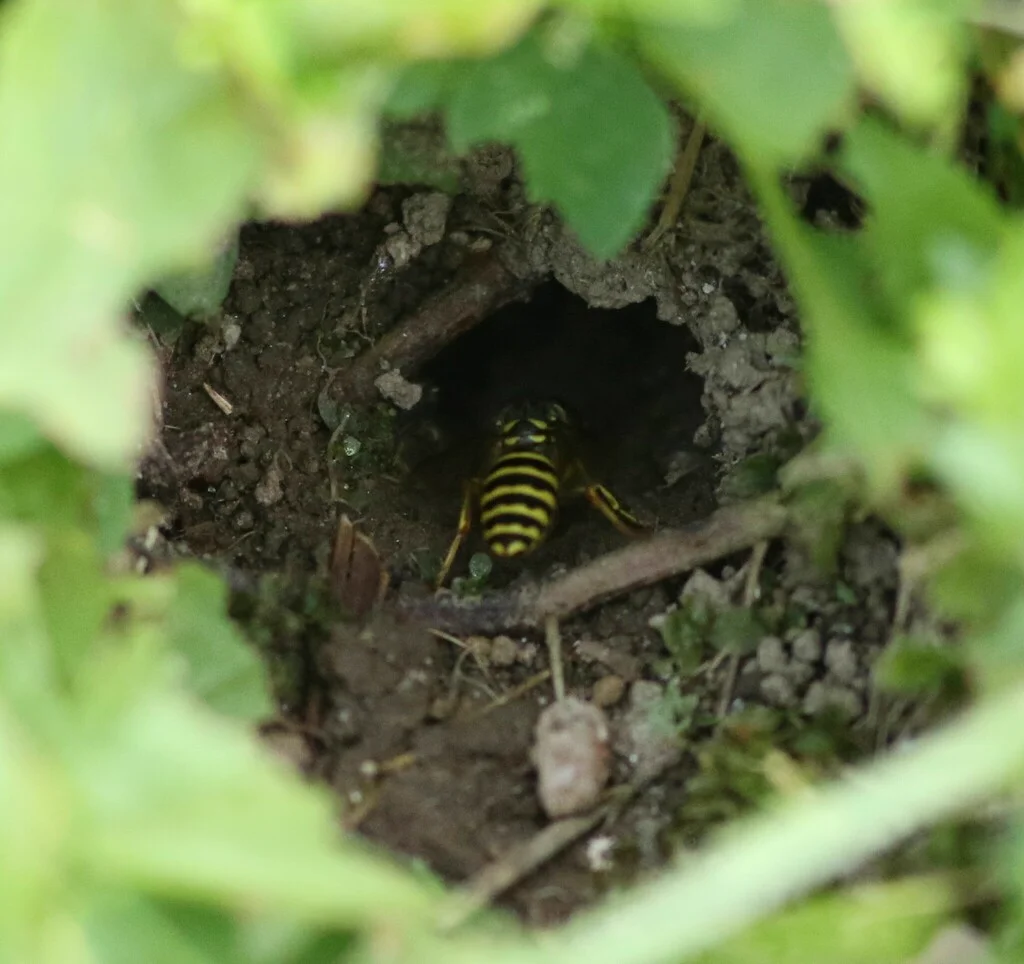 Eastern yellowjacket emerging from underground nest entrance in soil