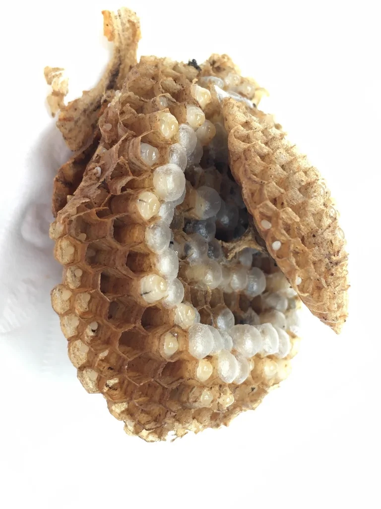 Paper nest cells containing yellowjacket larvae showing colony structure