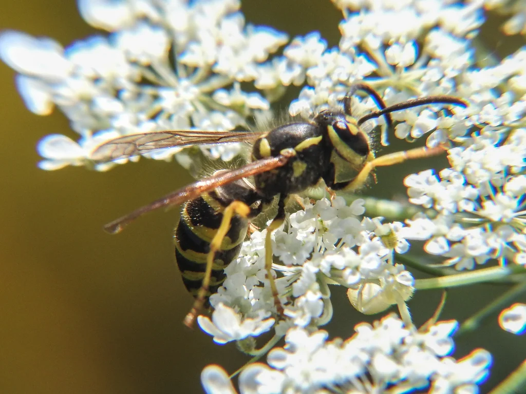 Eastern yellowjacket foraging on white Queen Anne's lace flowers