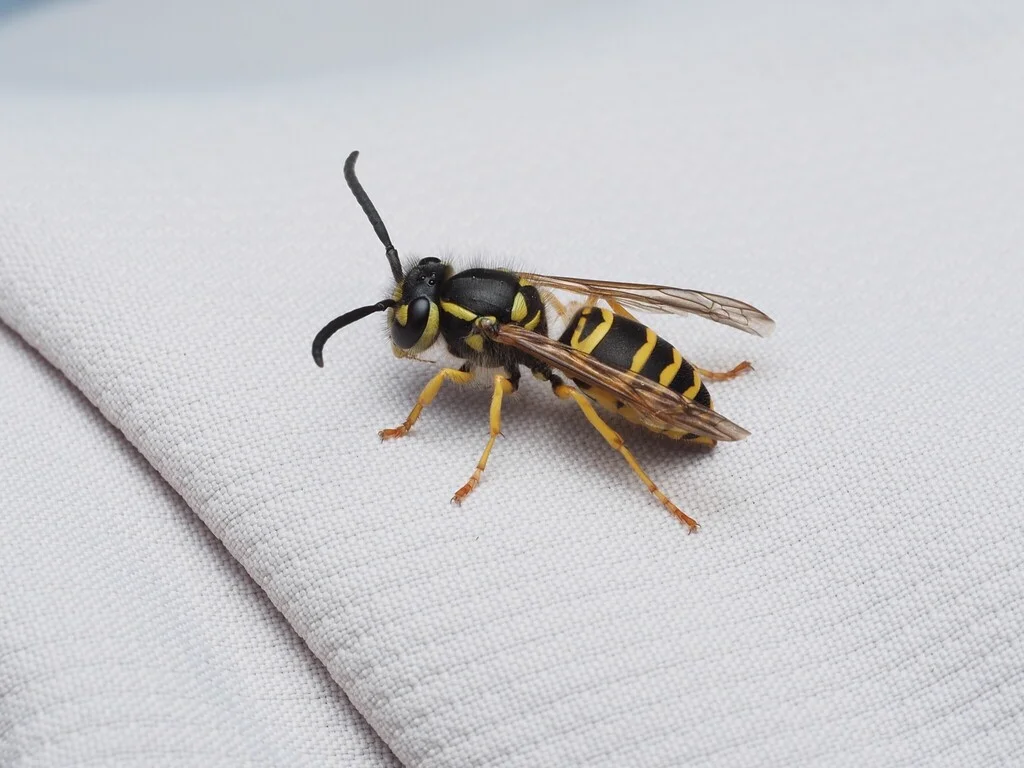 Side view of an eastern yellowjacket on white fabric showing body shape and wing structure