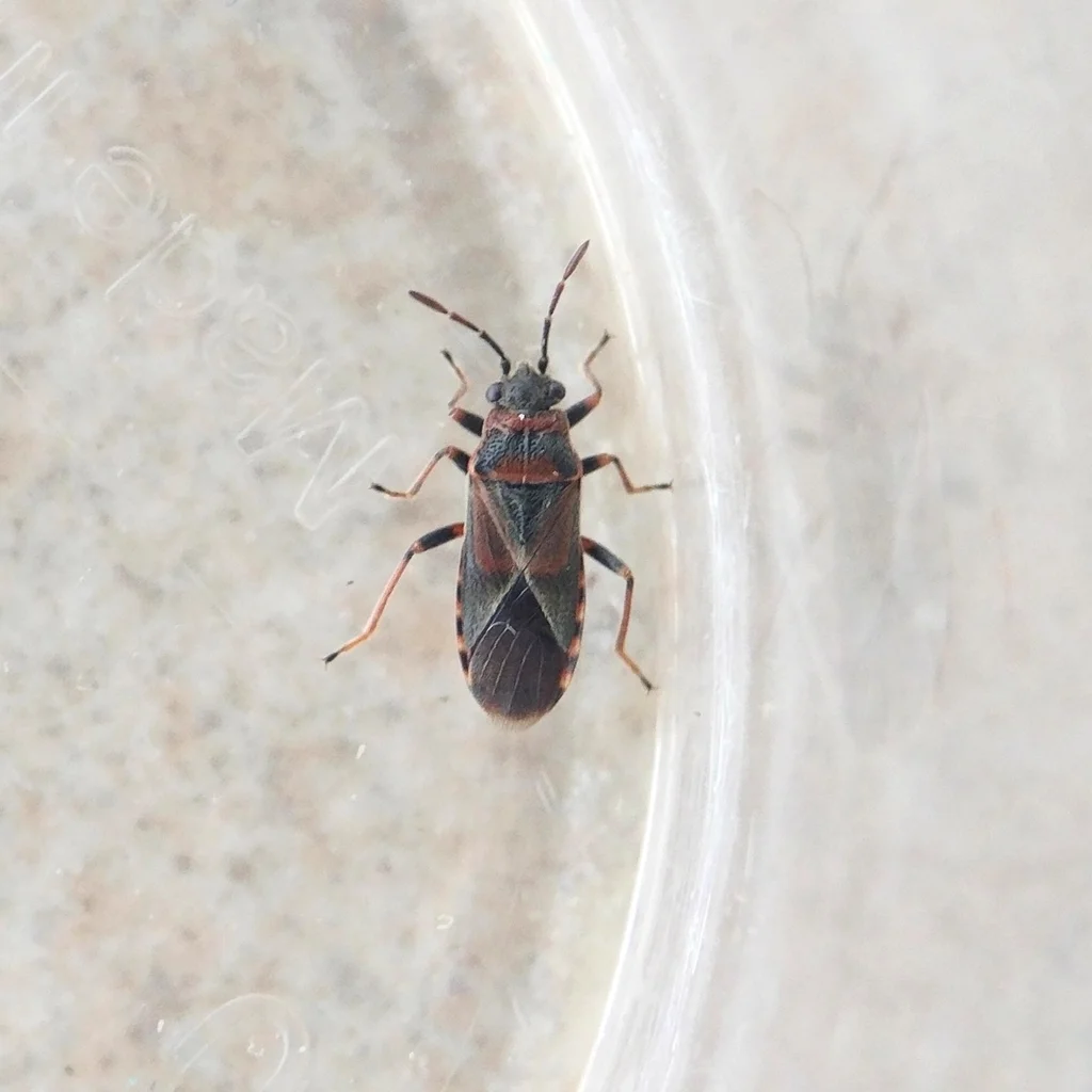 Elm seed bug specimen showing body shape and coloration pattern