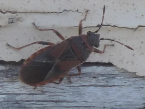 Elm seed bug on weathered wood siding showing typical exterior habitat