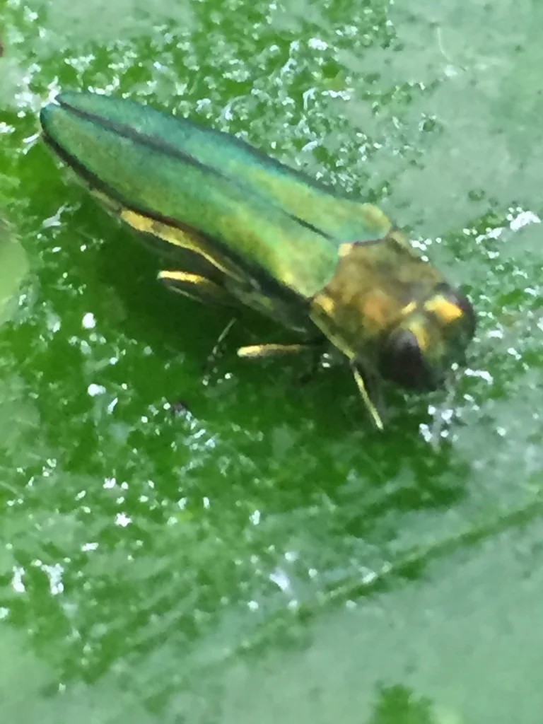 Close-up of emerald ash borer on wet leaf surface displaying the beetle's metallic sheen