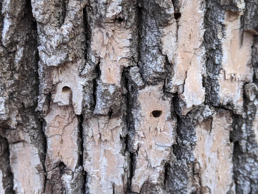 Distinctive D-shaped exit hole in ash tree bark created by emerging adult emerald ash borer