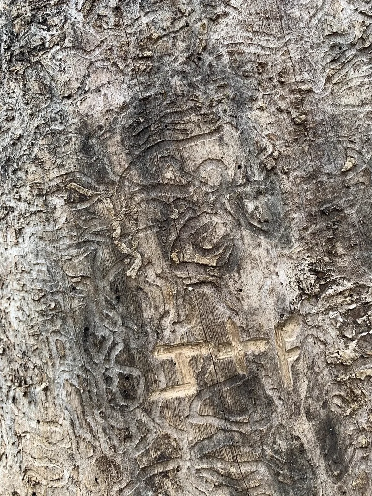 S-shaped larval galleries carved under ash tree bark by emerald ash borer larvae