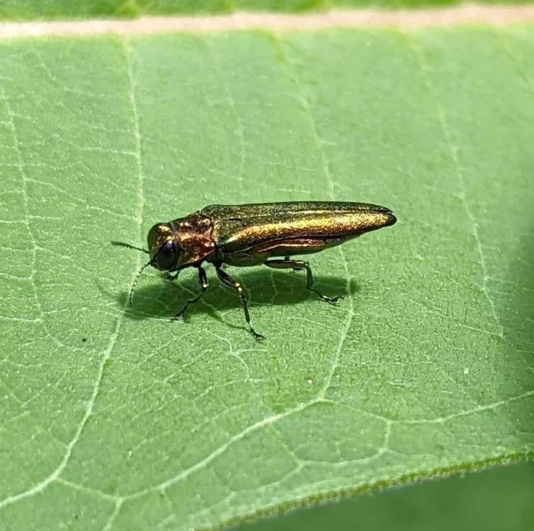Emerald ash borer adult beetle resting on a green leaf showing its iridescent green wing covers