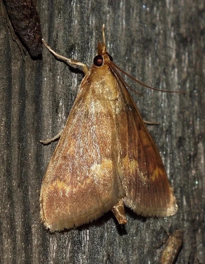 European corn borer moth resting on wooden surface showing tan and brown wing patterns