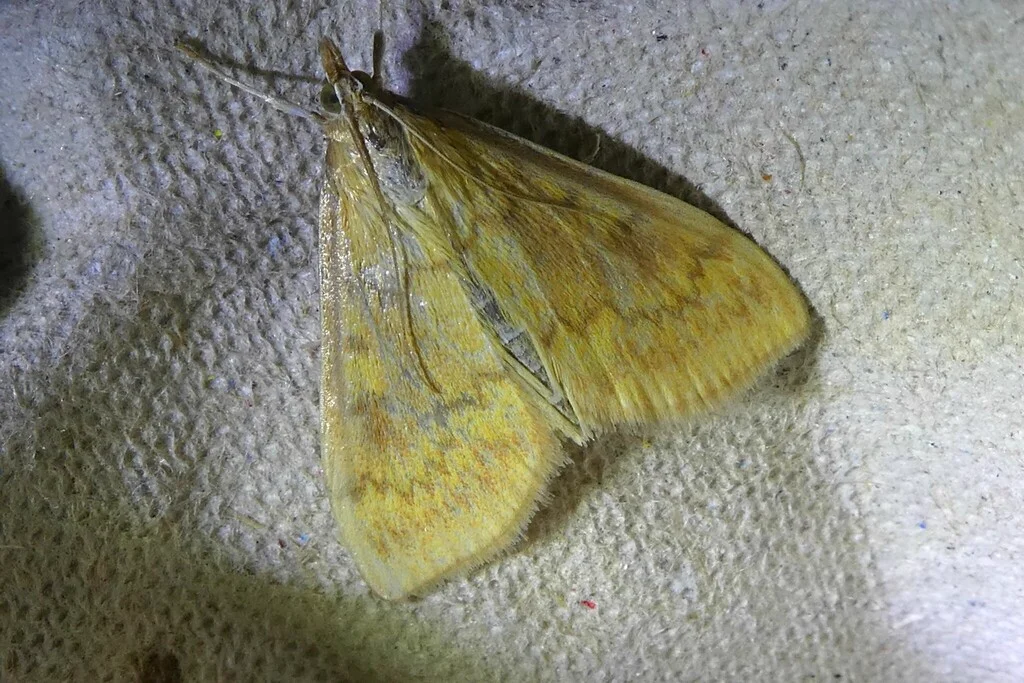 European corn borer moth resting on fabric with wings folded showing yellow color variation