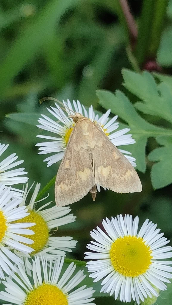 European corn borer moth on white daisy flowers in natural habitat