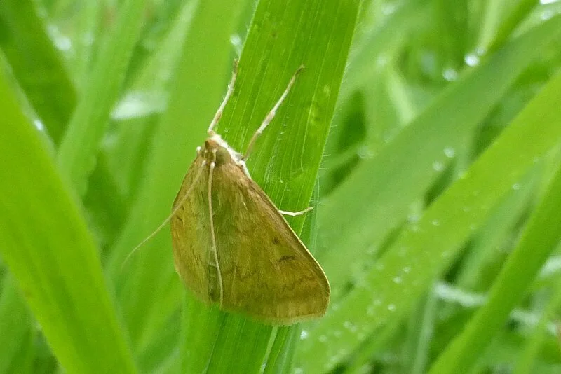 European corn borer moth on grass blade showing typical coloration and body shape