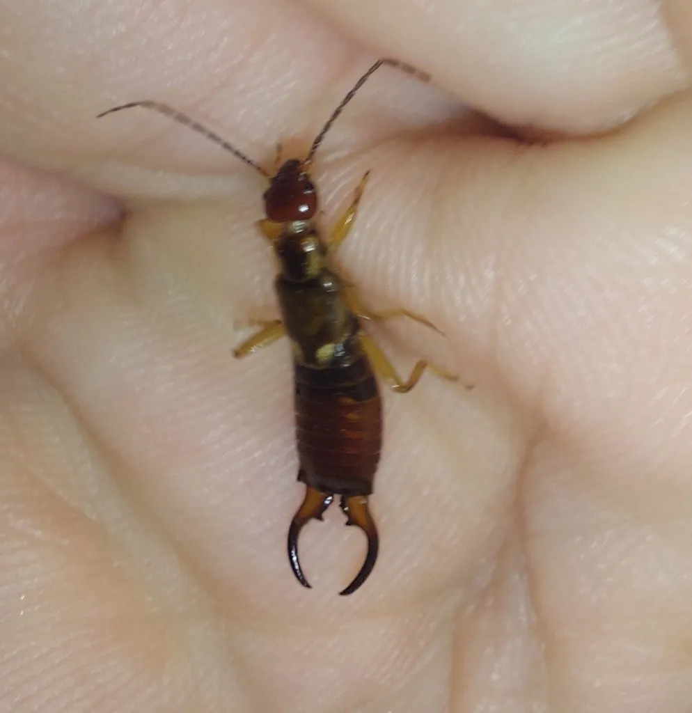 European earwig held in a hand to show its size of roughly half to three-quarters of an inch