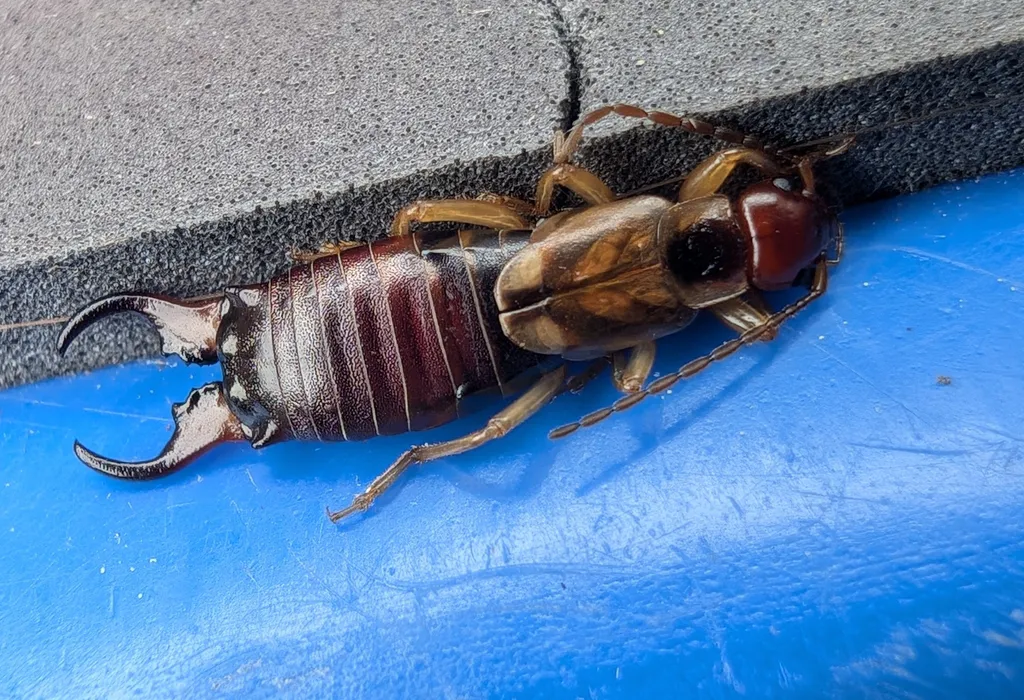 Close-up of a male European earwig showing wide, strongly curved forceps