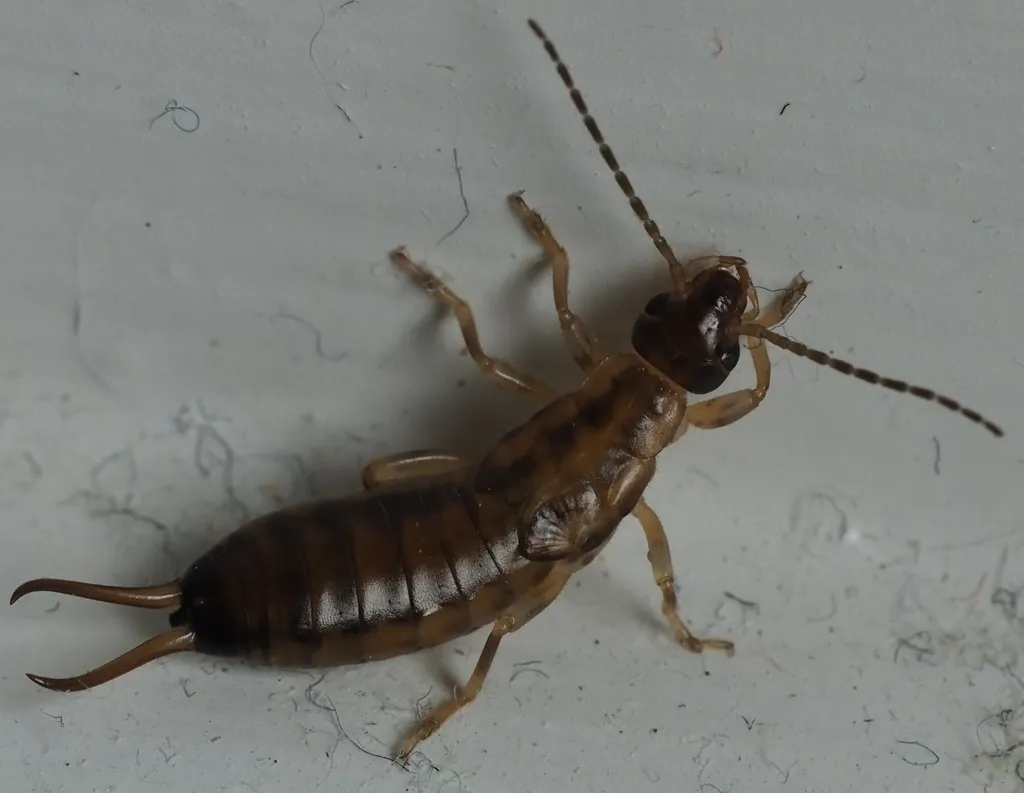 Young European earwig nymph with lighter brown body and small wing pads on a wall