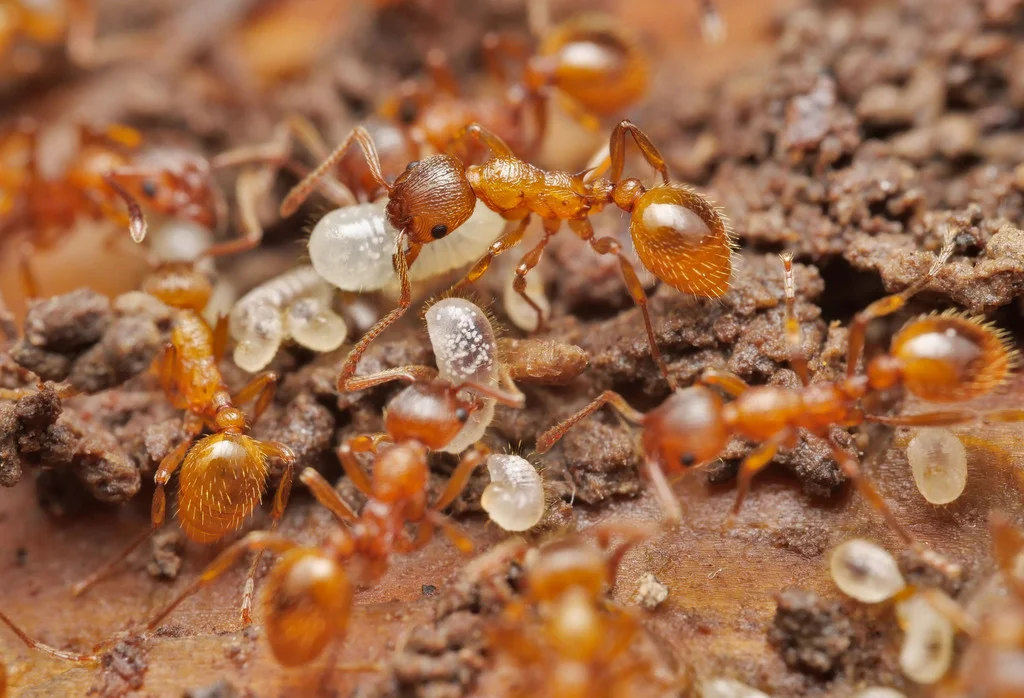European fire ant colony with workers and larvae showing social behavior
