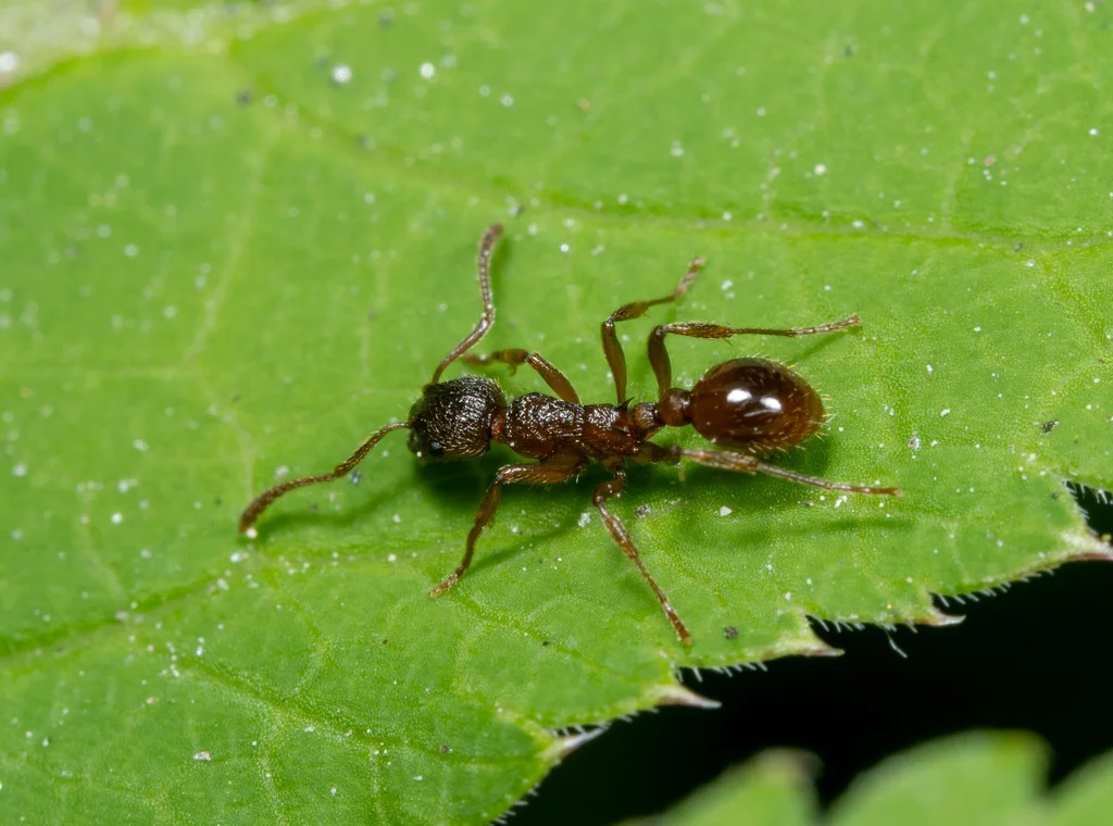 European fire ant on green leaf showing detailed body structure and coloration
