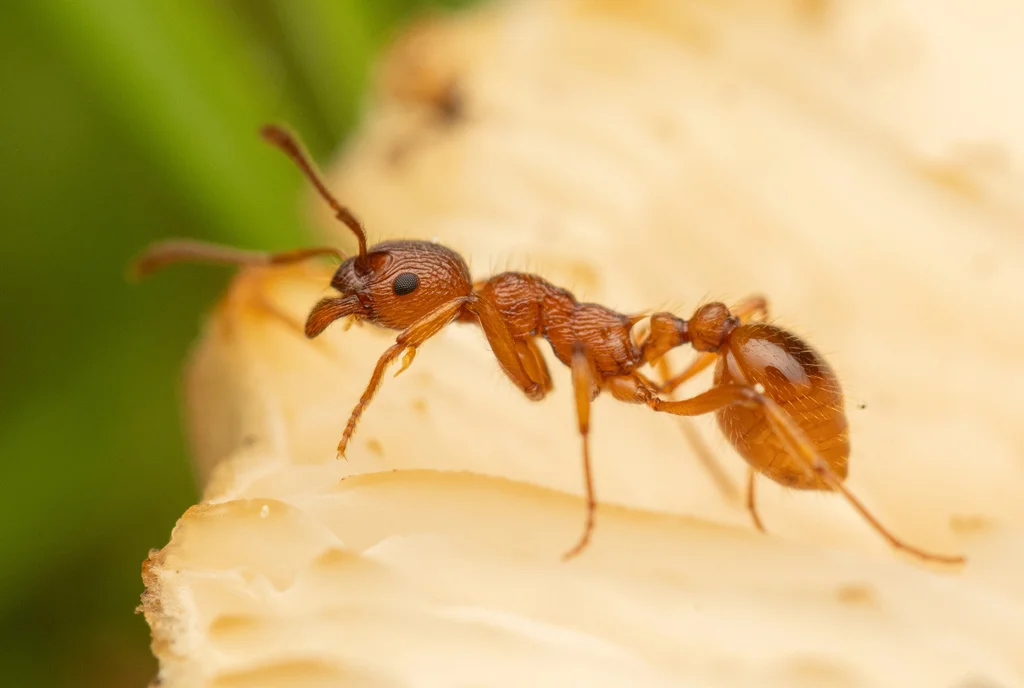 European fire ant on a mushroom showing detailed side profile and body structure