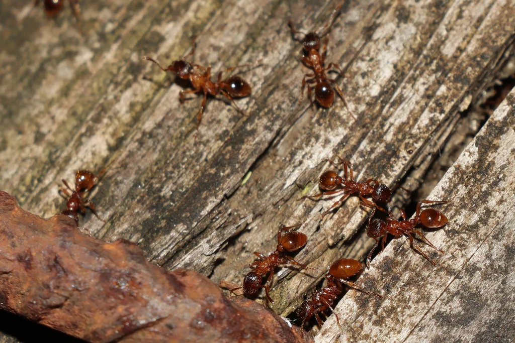 Multiple European fire ants foraging on weathered wood surface