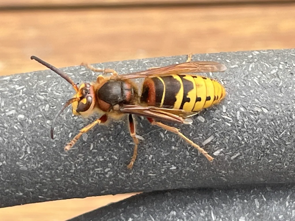 European hornet showing its large brown and orange body